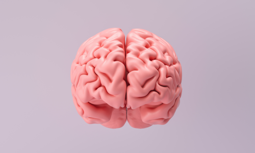 Neurobiologia